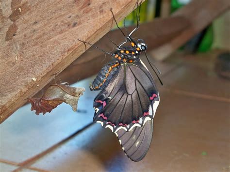 borboleta paraquai|Posição Borboleta Paraguaia: O Que É e Como Fazer (Com Foto)